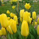 Tulipa fosteriana 'Candela'